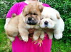 Good Chow Chow je star� 12 t�dn�