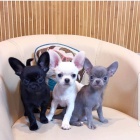 zdrav� �t���tka �ivavy p�ipraven� k p�evle�en�