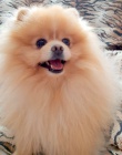 Pomeranian - kryt�