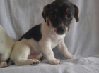 Jack Russell �t��ata