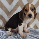 K dispozici jsou roztomil� �t��ata Beagle