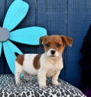 Miluj�c� �t��ata Jack Russell Terrier 