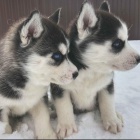 Sibi�sk� husky �t��ata