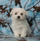 Miluj�c� �t��ata maltsk�  k dispozici 