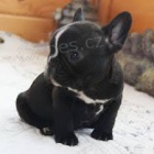 M�me kr�sn� a velmi inteligentn� 70denn� �t��ata francouzsk�ho buldo�ka, zdrav� psy a feny. Dal�� informace z�sk�te na sv�m ��sle WhatsApp.