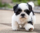 �t��ata shih tzu