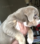 zdrav� �t���tka anglick�ho buldoka p�ipraven� k p�evle�en�