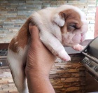 Anglick� buldok �t��ata p�ipravena k prodeji