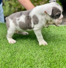 buldok �t��ata k prodeji za dom�c� cenu