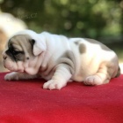 �t��ata k prodeji za dom�c� cenu