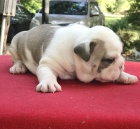 �t��ata k prodeji za dom�c� cenu