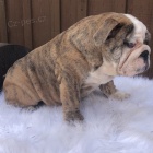 Anglick� zdrav� �t��ata