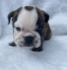 zdrav� �t��ata ve va�em okol� za dobr� ceny