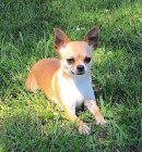 zdrav� �t��ata ve va�� bl�zkosti s dobrou cenou, v�emi injekcemi a vakc�nami