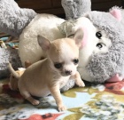 �t��ata v�echny v�st�ely a vakc�ny