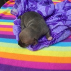 �t��ata v�echny v�st�ely a vakc�ny