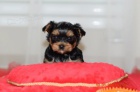 Rozko�n� a kr�sn� �t���tka miniaturn�ho yorkshire teri�ra na prodej.