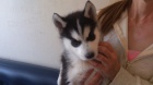 Rozko�n� sibi�sk� husky s kr�sn�mi modr�mi o�ima.