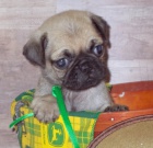 Kr�sn� b�ov� �t��ata mops� na prodej