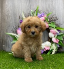 Pudl �t��ata na prodej.