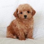 Rozko�n� �t���tka pudla na prodej.