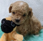 kr�sn� o�kovan� �t���tka pudla na prodej.