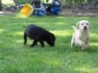 Zdrav� �t��ata labradorsk�ho retr�vra na prodej.