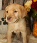 Zdrav� a kr�sn� �t��ata labradorsk�ho retr�vra na prodej.