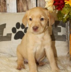 Zdrav� a kr�sn� �t��ata labradorsk�ho retr�vra na prodej.