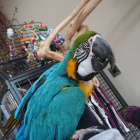 Modr� a zlat� papou�ek k dispozici