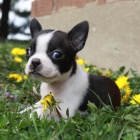 hygienicky a soci�ln� vycvi�en� �t��ata bostonsk�ho teri�ra na prodej