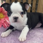 hygienicky a soci�ln� vycvi�en� �t��ata bostonsk�ho teri�ra na prodej