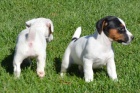 z�skejte ��asn� a zdrav� �t��ata jack russell na prodej.