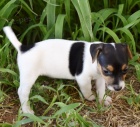 z�skejte ��asn� a zdrav� �t��ata jack russell na prodej.
