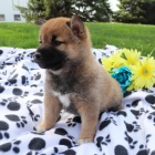 roztomil� a n�dhern� �t��ata shiba inu na prodej