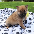 roztomil� a n�dhern� �t��ata shiba inu na prodej