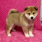 roztomil� a n�dhern� �t��ata shiba inu na prodej