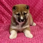 roztomil� a n�dhern� �t��ata shiba inu na prodej
