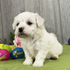 K dispozici jsou kr�sn� �t��ata Bichon frize a p�ipravena k prodeji.