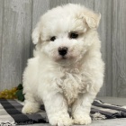 K dispozici jsou kr�sn� �t��ata Bichon frize a p�ipravena k prodeji.