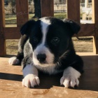 roztomil� �t���tka border kolie na prodej