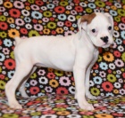 B�l� kr�sn� �t��ata n�meck�ho boxera na prodej