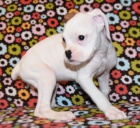 B�l� kr�sn� �t��ata n�meck�ho boxera na prodej