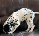 Kr�sn� a zdrav� o�kovan� dalmatsk� �t���tka k prodeji