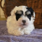 Havanese �t��ata na prodej.