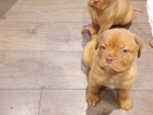 Zdrav� �t��ata Dogue de Bordeaux na prodej