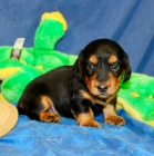 zdrav� �t��ata jezev��k� na prodej