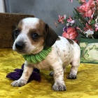 zdrav� �t��ata jezev��k� na prodej