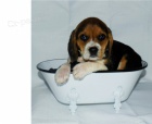 �t��ata beagle