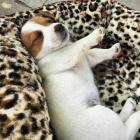 Jack Russell �t��ata